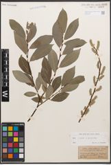 Foto von Salix caprea L. x Salix purpurea L.
